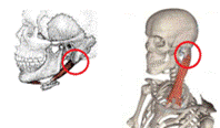 顎二腹筋と胸鎖乳突筋